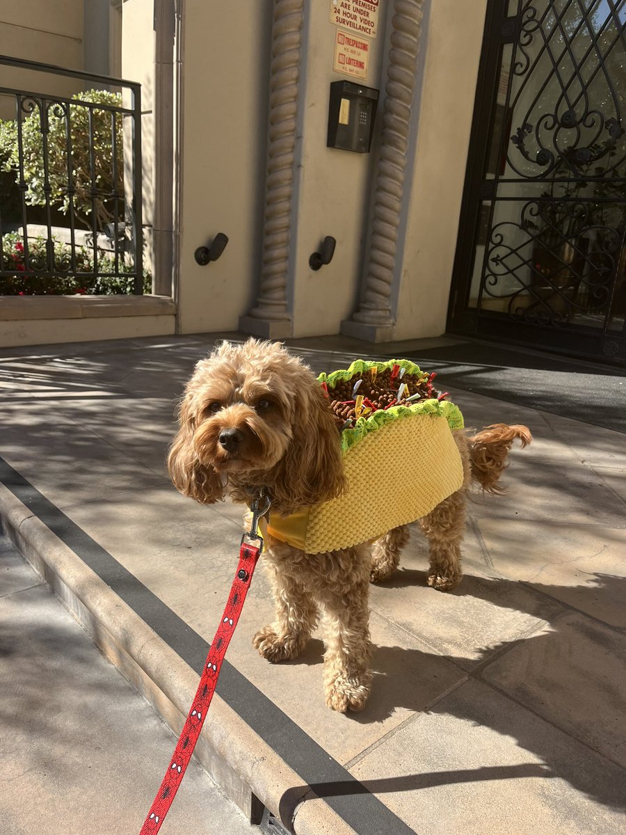 j_malteaser's tweet photo. Happy Halloween 🎃🌮 #taco #tacobell https://t.co/XrbjGP8kzb