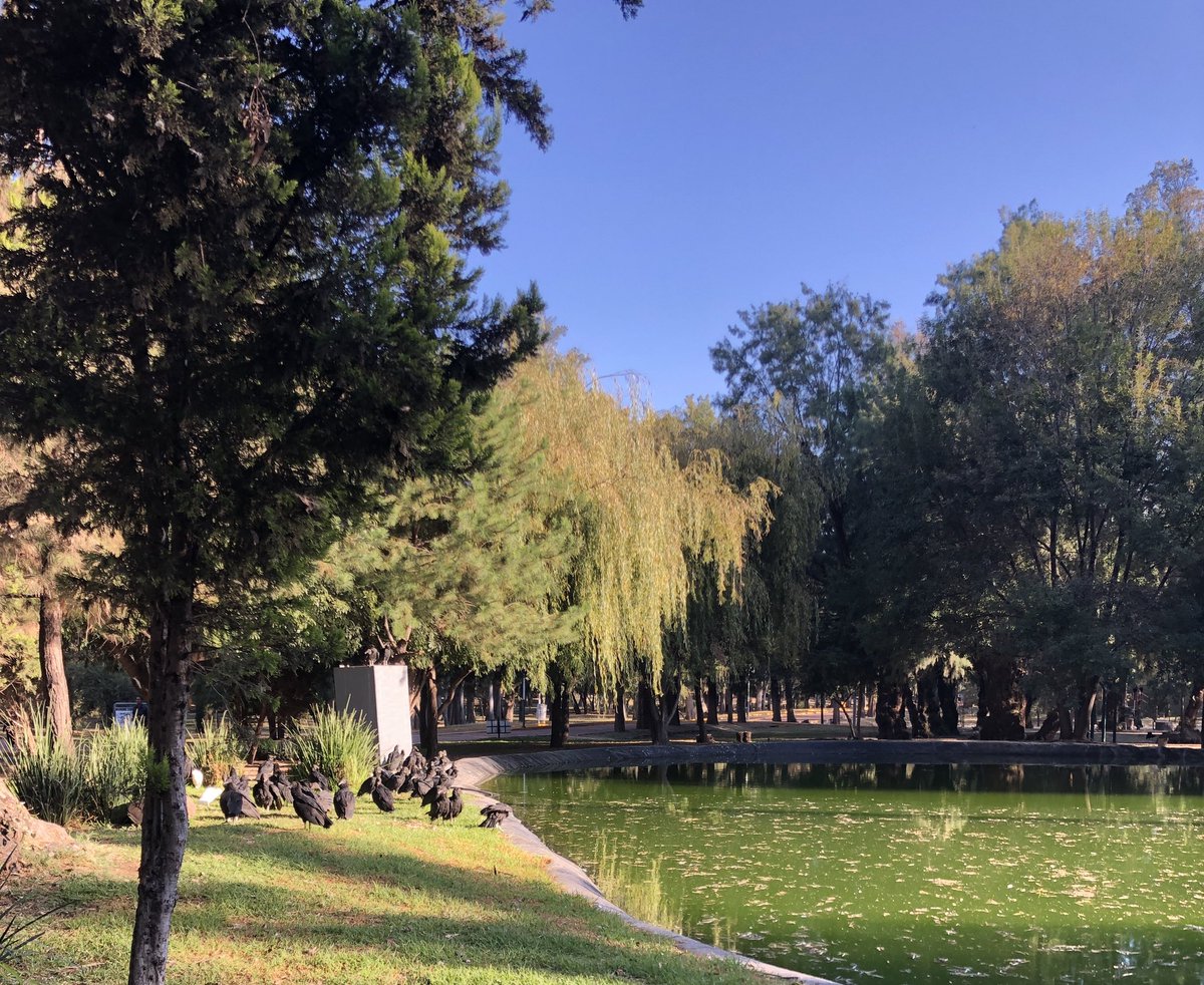 ttottola's tweet photo. @emiliano_gon1 @josejoseantonio @spublicos_dgo algo se tiene q hacer con esta Plaga d pajarracos, ya invadieron todo el parque Guadiana, afectando la salud d las personas q laboran en ese parque al limpiar diario sus escrementos, así como d usuarios d la pista, Urge hacer algo! https://t.co/c167n6I3XI