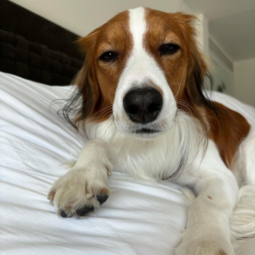 Shohei just posted this photo of Decoy ... looks like he celebrated a little too hard last night 😂