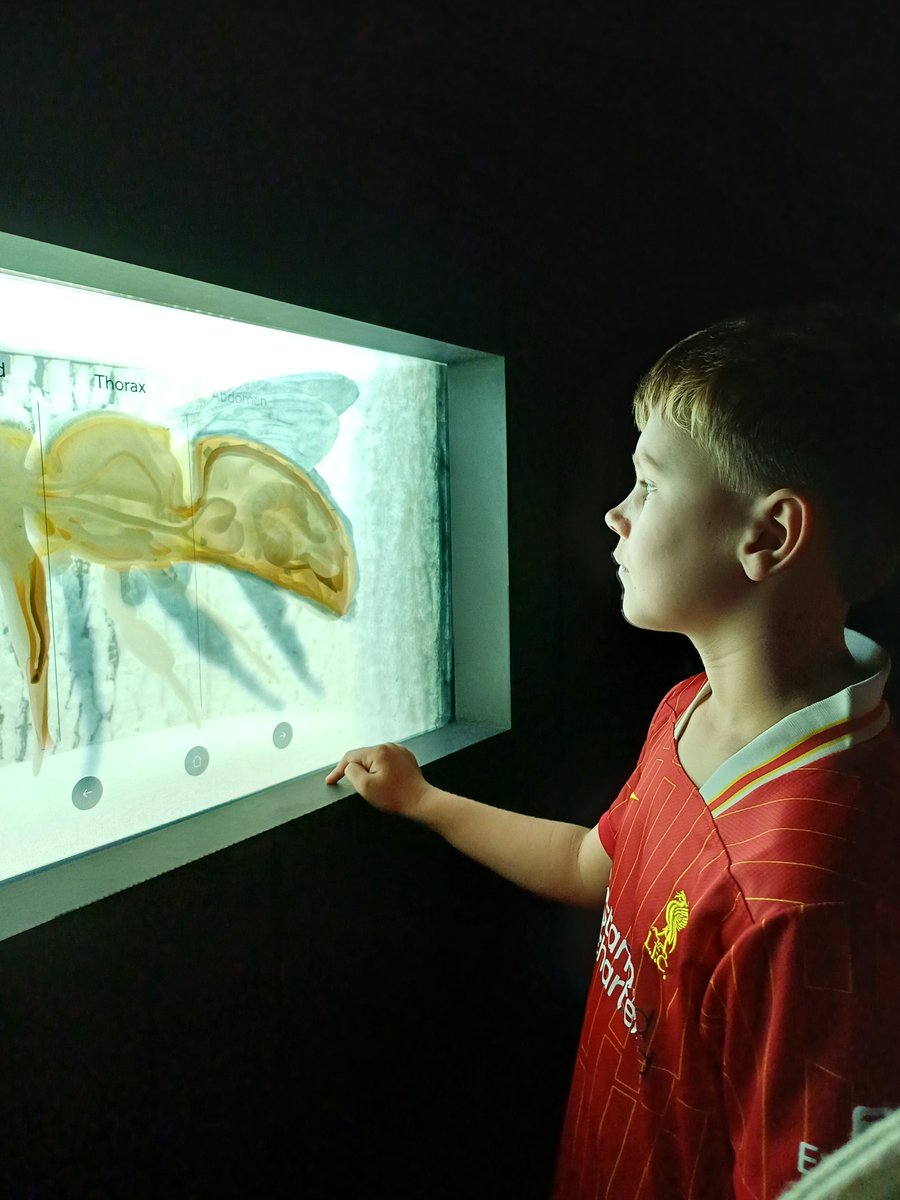 KACritchley's tweet photo. We visited the @World_Museum yesterday. Joshua told me what he'd learnt in history about Ancient Egypt @halewoodcofe, remembering lots of facts. We also went to the Bees: A Story of Survival exhibition. https://t.co/cRnrqiHrTt
