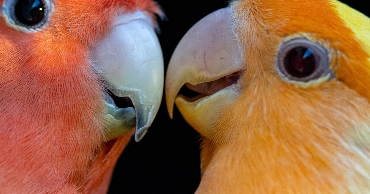 How parrot plumage gets its dazzling reds and yellows radio.wcmu.org/health-science…