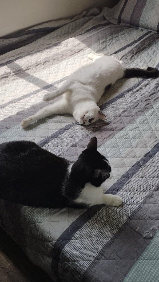 RubensCGSantos's tweet photo. @SRivoltril Nina (branquinha) e Milly (frajolinha) https://t.co/tqHPyfJQ3G