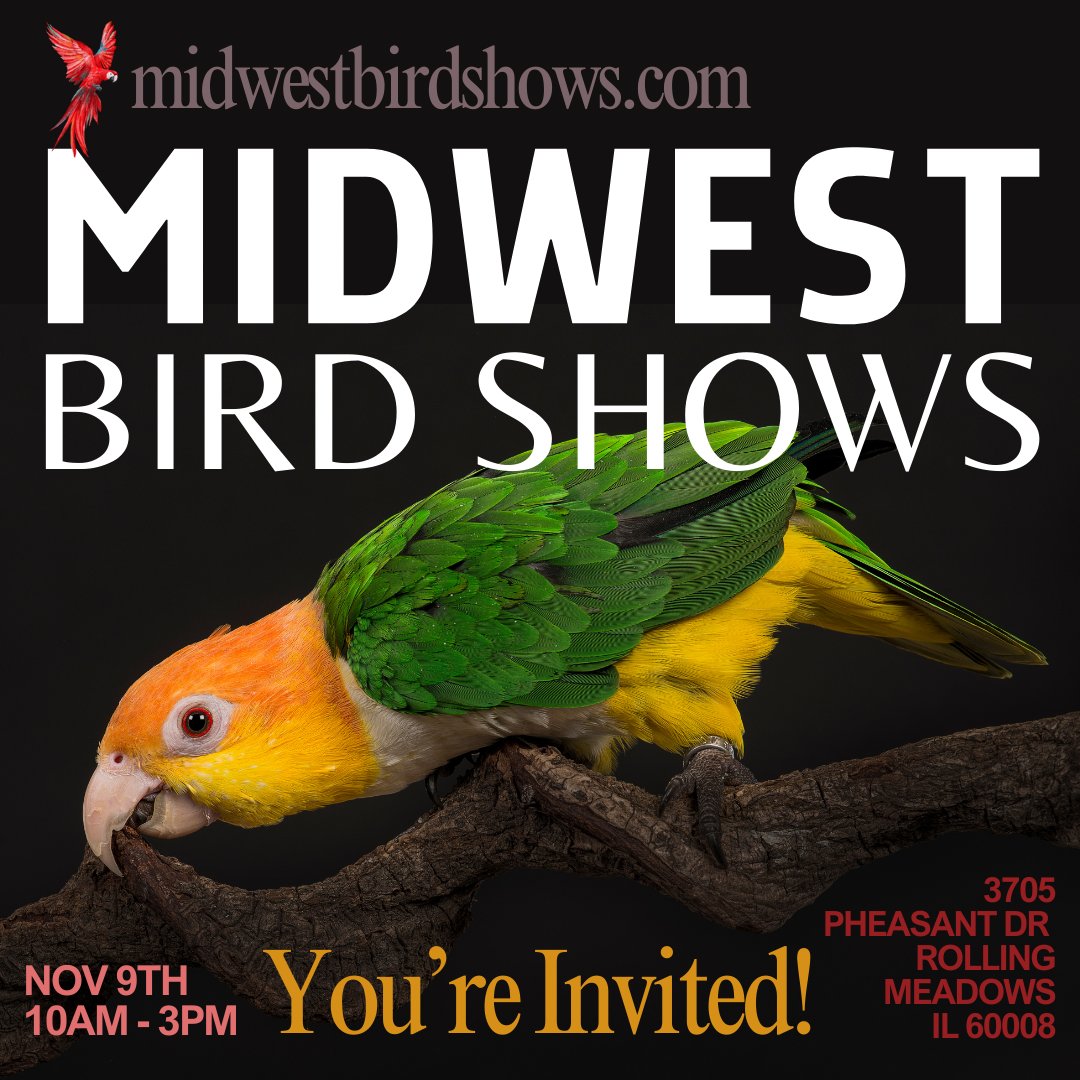 MWSHOWS's tweet photo. ✨Calling all bird lovers! We’re bringing Chicagoland’s favorite all-bird event to Rolling Meadows, IL on November 9th! 🐦✨ Check out our website for more details 👉 https://t.co/OIwGUsl6Ve 💬 Drop a comment if you're planning to come, and tag a friend who needs to be there! https://t.co/IwtuIeMuSD