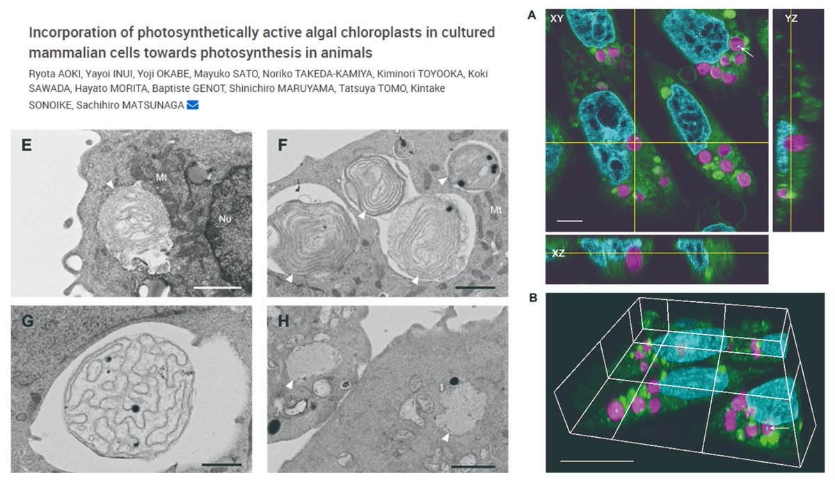 Photosynthetic Mammalian cells!😆

#Chloroplast (red alga C. merolae) transplant into CHO-K1 cells (2:1 coculture)
Uptake observed in 20% cells; Some have 7~45 chloroplasts

Photosynthesis in cultured cells persists at a level similar to isolated chloroplasts for 2 days!