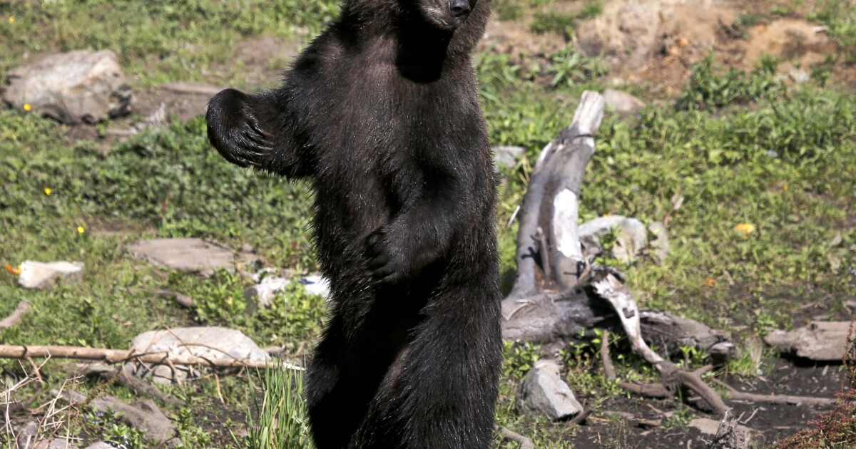 A hunter in Alaska is found dead after being mauled by a bear radio.wcmu.org/health-science…