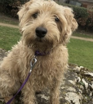 millypod1's tweet photo. 🆘29 OCT 2024 #Lost FUDGE #ScanMe
Sandy Norfolk Terrier Female
Purple collar and Grey jumper with woof on it.
Fison Way Industrial Estate #Thetford #Norfolk #IP24 https://t.co/PObcu1d3sG https://t.co/Mb6uLmXNNx