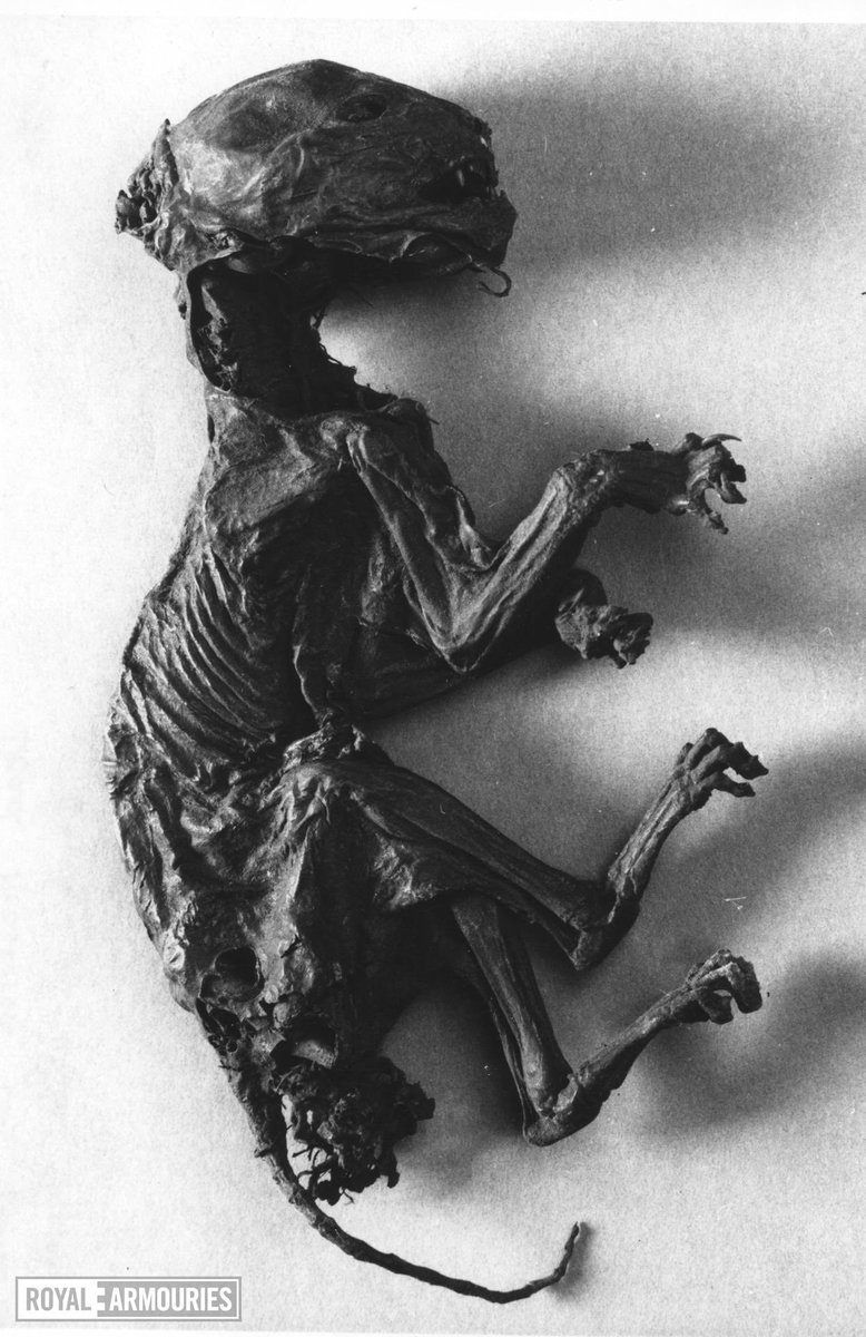 Every time that I come across this mummified cat in ⁦<a href="/Royal_Armouries/">Royal Armouries</a>⁩ stores ⁦<a href="/TowerOfLondon/">The Tower of London</a>⁩ I shudder! #Halloween royalarmouries.org/collection/obj…