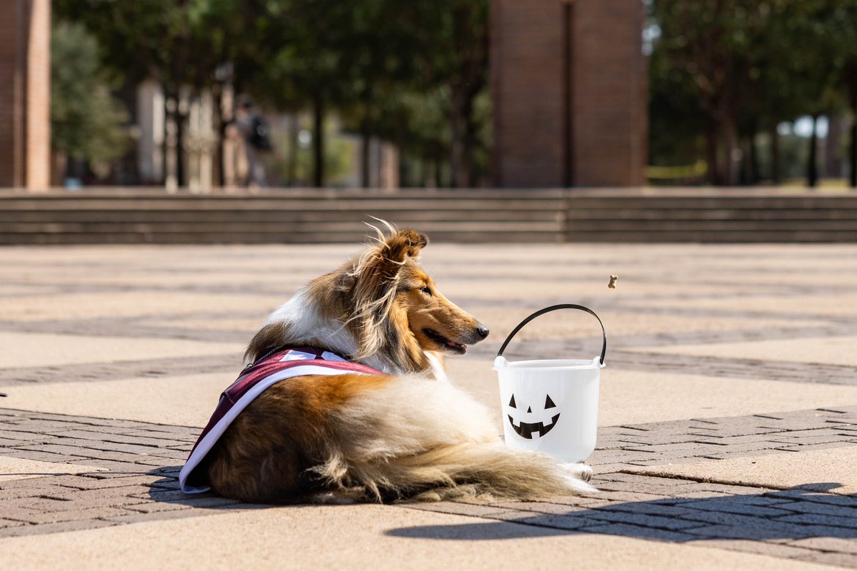 reveille's tweet photo. trick or TREAAAAAAAAAT https://t.co/YNRIxy8rWO