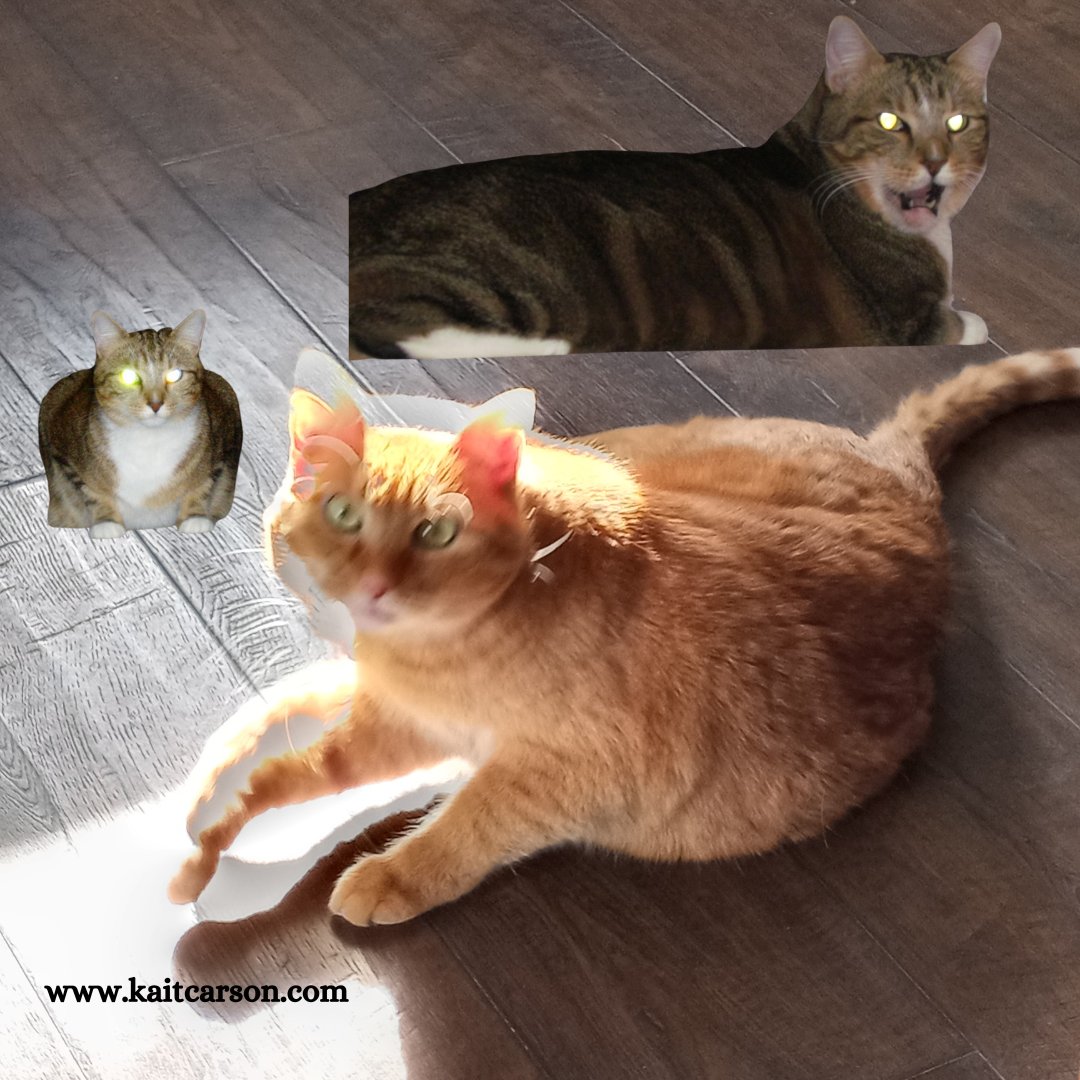 kaitcarson's tweet image. Everyone's heard about the attraction between cats and witches, but have you ever seen cats performing their magic? Fact or Fiction? They're not talking. #halloweencats #magiccats #catsofx