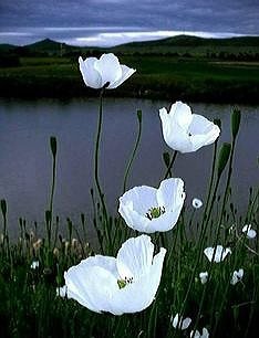lizannemayers's tweet image. #WhitePoppy 🕊 #Peace
🙏🕊🙏🏿 PEACE FOR ALL BEINGS 🙏🏿🕊🙏