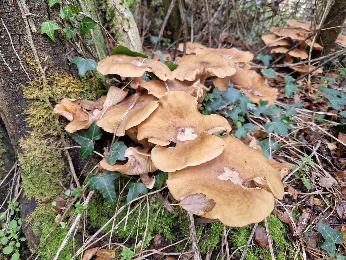Abbey_Retreat's tweet photo. A week of fungi, perfect conditions for them at the moment #burystedmunds #lavenham #holidaycottage #holiday #staycation #hottub #thatched #countryliving #suffolk #holidaywithkids #fungi https://t.co/bfUEOOgIHa