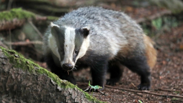 Being Nature Dag op zoek naar de das -  veldenkrant.info/l/88378