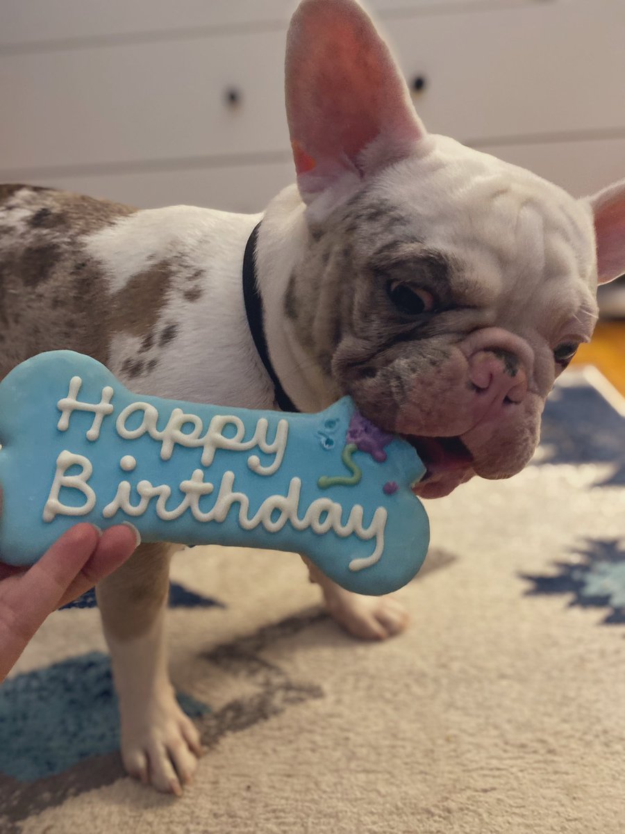OnaagoshinAnang's tweet photo. My Goose Feo celebrates his 1st birthday on Halloween which is a big deal as he’s a special needs pup who historically (and some current day) breeders would euthanize since it’s hard to profit from a pup with disabilities. #GooseFeo #DoubleMerle #Deaf #Frenchie #HBD #1stBirthday https://t.co/MGrbXoIW5I
