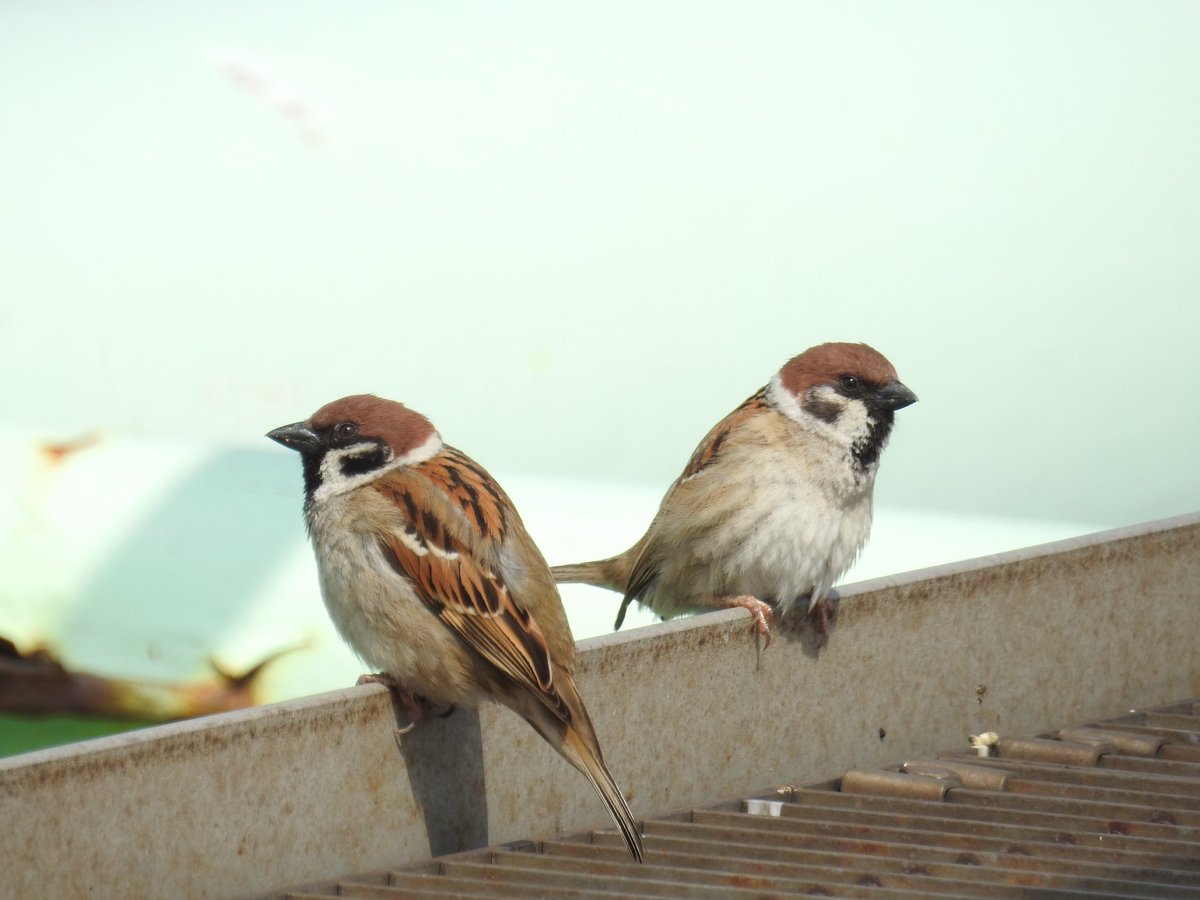 Toritori216's tweet photo. スズメ
#鳥 #野鳥 #スズメ https://t.co/m2y6xyMgJm
