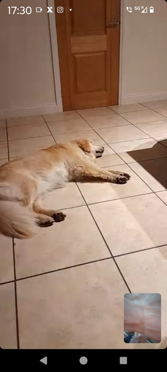 kitteridge_lisa's tweet photo. When you video call your dogs from 🇪🇸 & they couldn't give 2 hoots...
Much more interested that Grandad is in the treat cupboard 😂
I never know whether to be thrilled or devastated. Thrilled they're happy is much better even if my ego is a little bruised! 🫣🥹
#notmissingme https://t.co/EKs0HOun0P