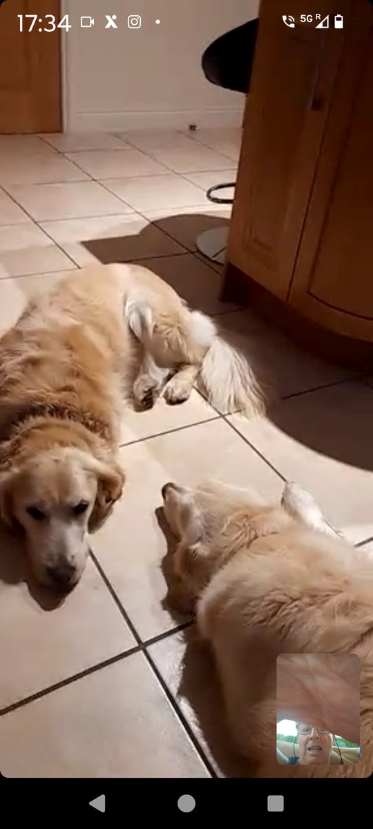 kitteridge_lisa's tweet photo. When you video call your dogs from 🇪🇸 & they couldn't give 2 hoots...
Much more interested that Grandad is in the treat cupboard 😂
I never know whether to be thrilled or devastated. Thrilled they're happy is much better even if my ego is a little bruised! 🫣🥹
#notmissingme https://t.co/EKs0HOun0P
