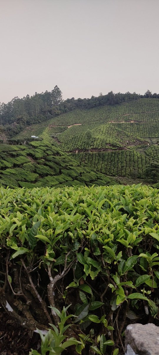 🌿🍃കഋിവേപ്സ്🌿🍃 tweet media