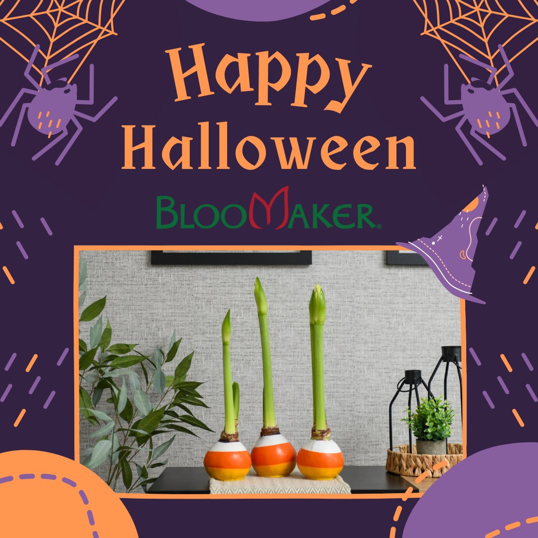 Bloomaker's tweet photo. 🎃👻 Happy Halloween from Bloomaker! 🌸 Add a spooky touch to your space with our waxed amaryllis—no tricks, just effortless, gorgeous blooms! 🖤✨ 

#HappyHalloween #SpookySeason #WaxedAmaryllis #EffortlessBlooms #HalloweenDecor #Bloomaker #BloomakerAmaryllis https://t.co/GcC5fYMLe6