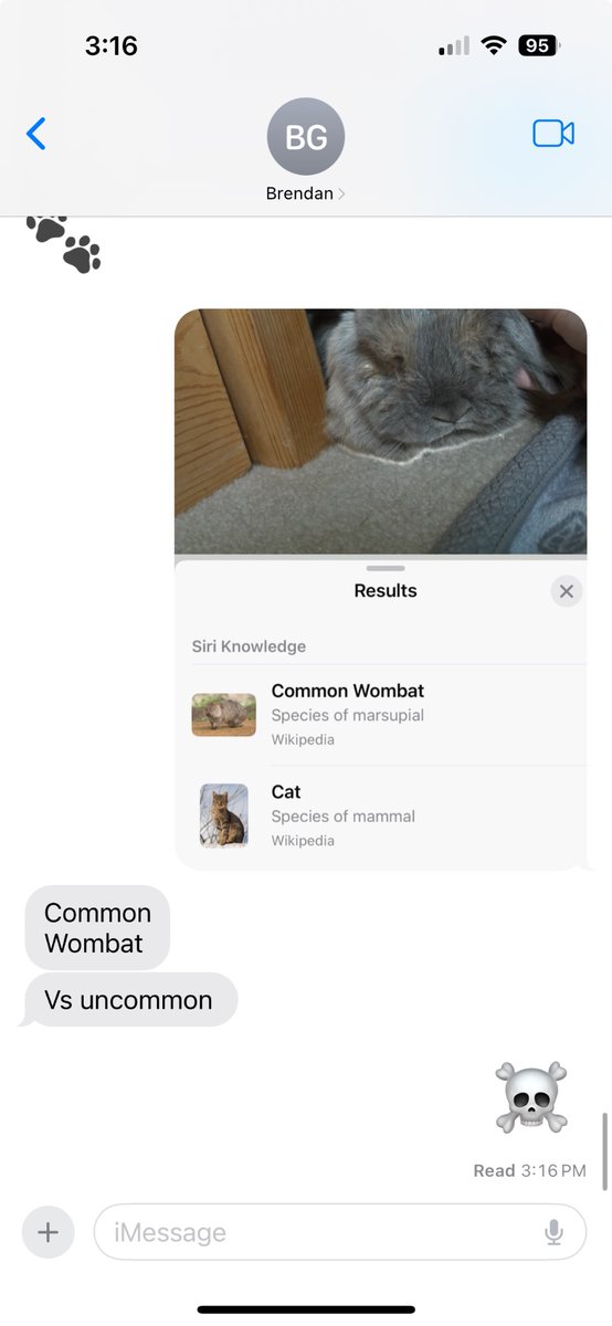 did you all know that I have a pet wombat