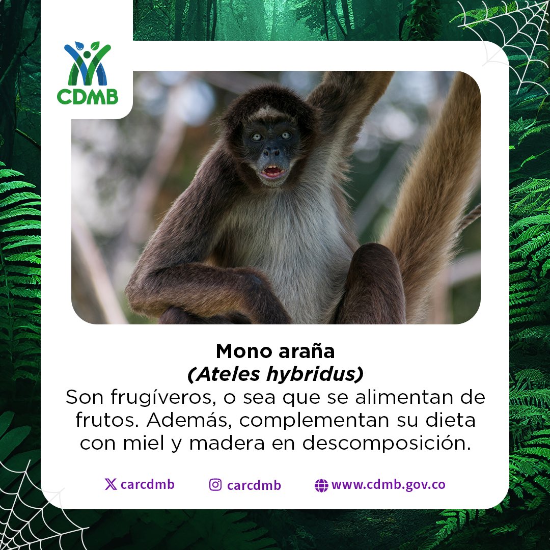 CARCDMB's tweet photo. 😃💚 ¡Feliz #HalloGreen! 🐸🌱🐢🌳 La naturaleza está llena de mágia y especies fantásticas.
🪷🦜Cada una de ellas cumple una función crucial en el equilibrio del planeta. Son un conjunto que actúa en forma de red para garantizar que todo funione y que la vida exista.
🧵👇 https://t.co/oh75bp5WrQ