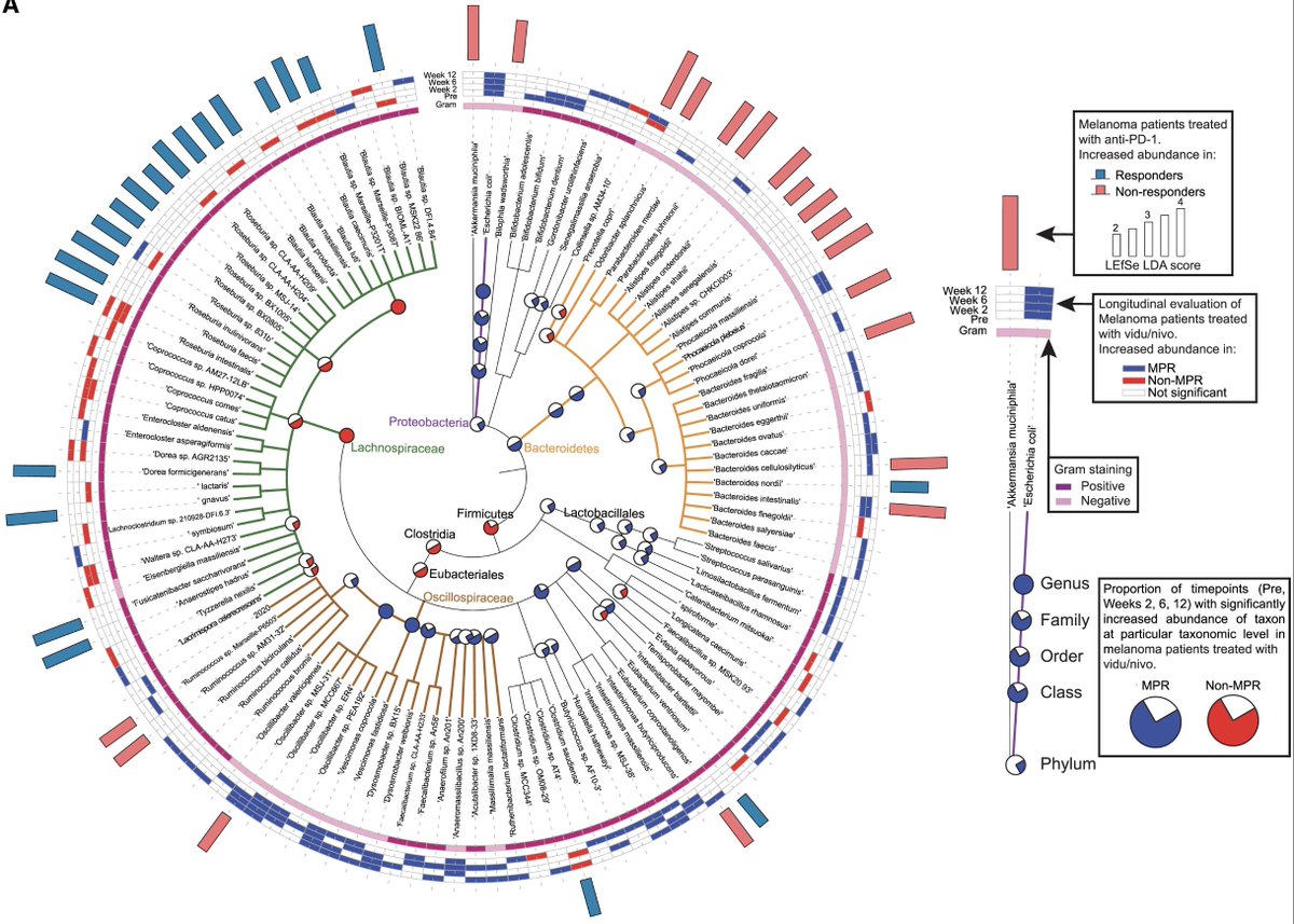 (4/5) Gut microbiota of CpG and PD-1 responders were antithetical but recapitulated preclinical findings from prior (DOI:10.1126/science.1240527). Perhaps the gut microbiome is a more treatment-specific biomarker as suggested by Gunjur et al (rdcu.be/dYK3L).