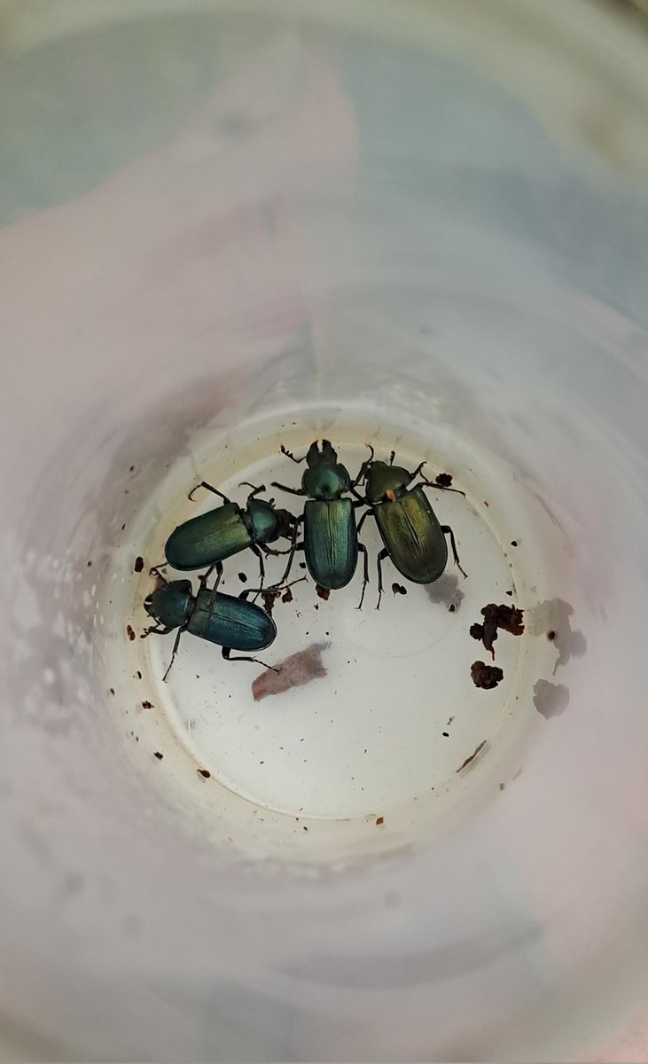 Lucanusfr tweet media