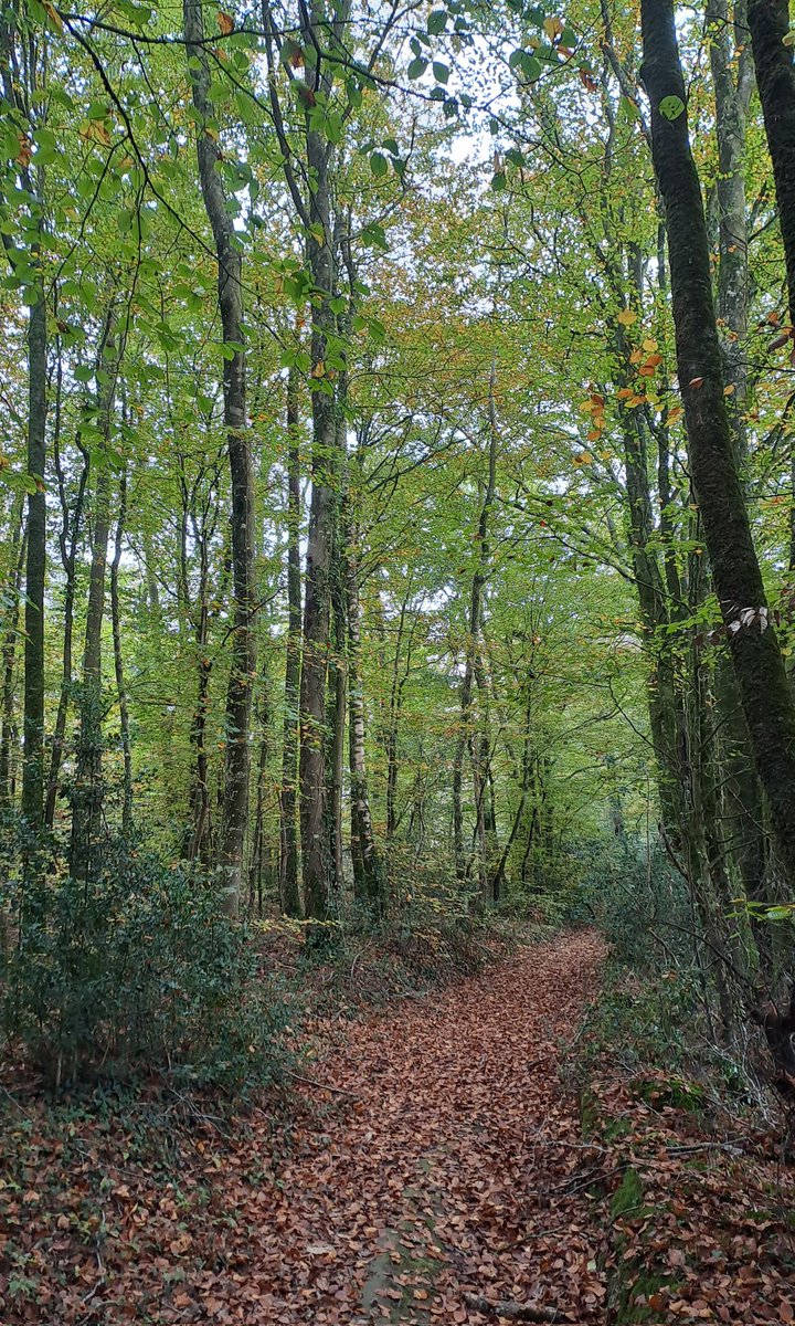 Lucanusfr tweet media