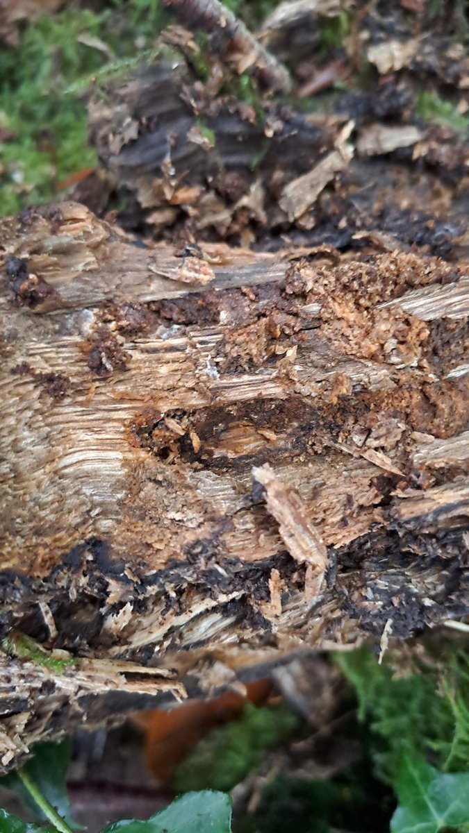 Lucanusfr tweet media