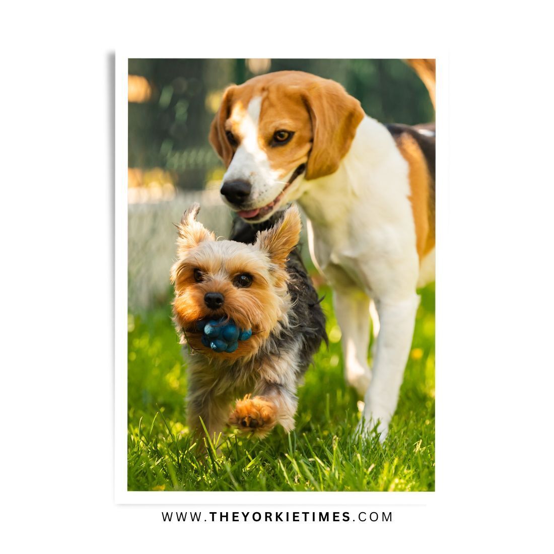 With one look into a Yorkie's eyes, you'll know you've found a friend for life.
bit.ly/42tLpke