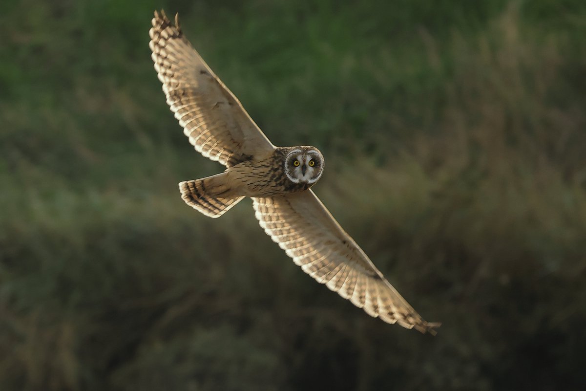 Robert Kitchen (@robert_kitchen_) on Twitter photo Short Eared Owl hunting at RSPB Hollesley this afternoon <a href="/Natures_Voice/">RSPB</a> <a href="/SuffolkBirdGrp/">Suffolk Bird Group</a> Short Eared Owl hunting at RSPB Hollesley this afternoon <a href="/Natures_Voice/">RSPB</a> <a href="/SuffolkBirdGrp/">Suffolk Bird Group</a>