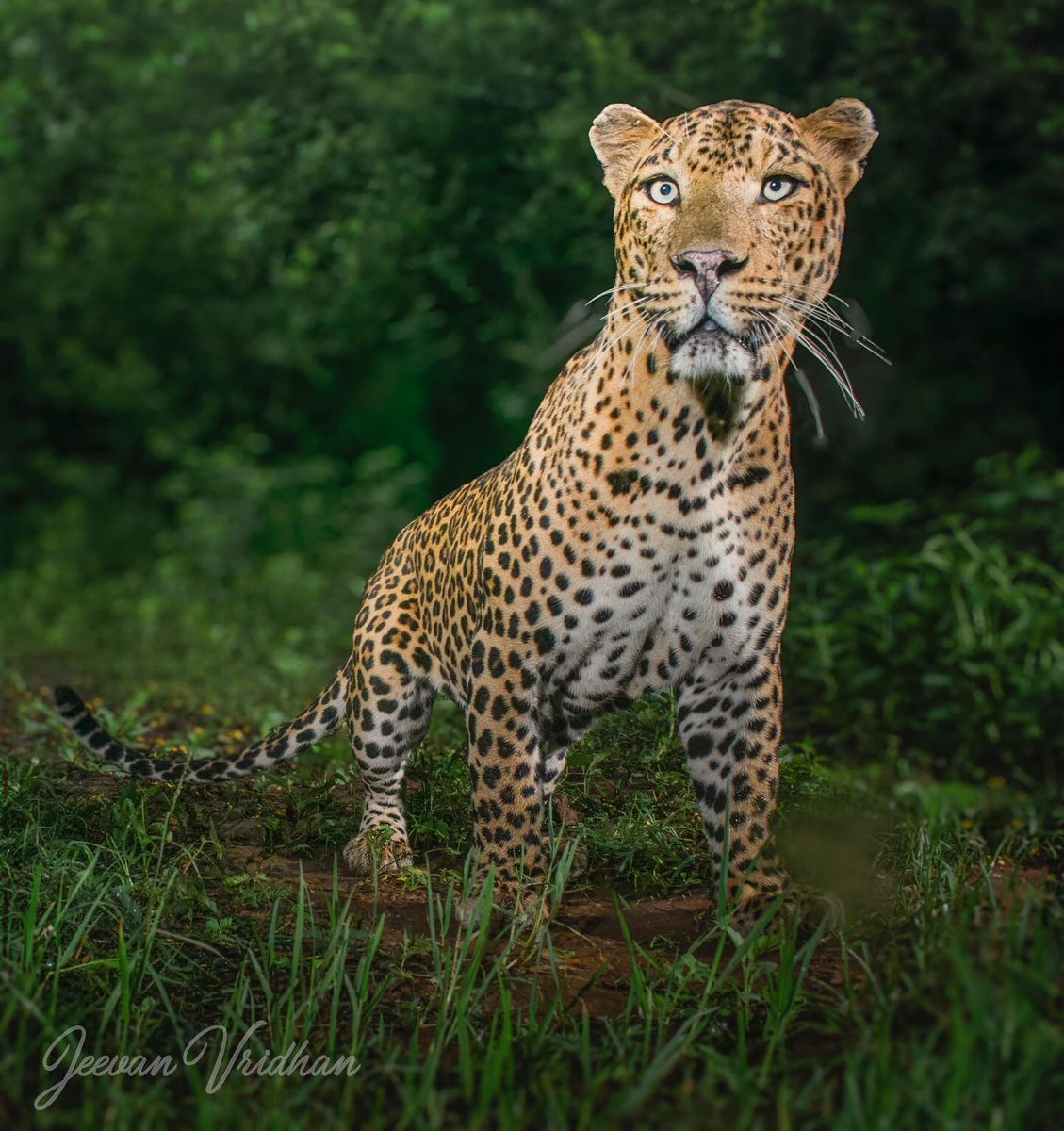 Camtraptions's tweet photo. Photographer Jeevan Vridhan captures a powerful image, bringing attention to the complex relationship between leopards and humans https://t.co/4HTs6Ta2hC