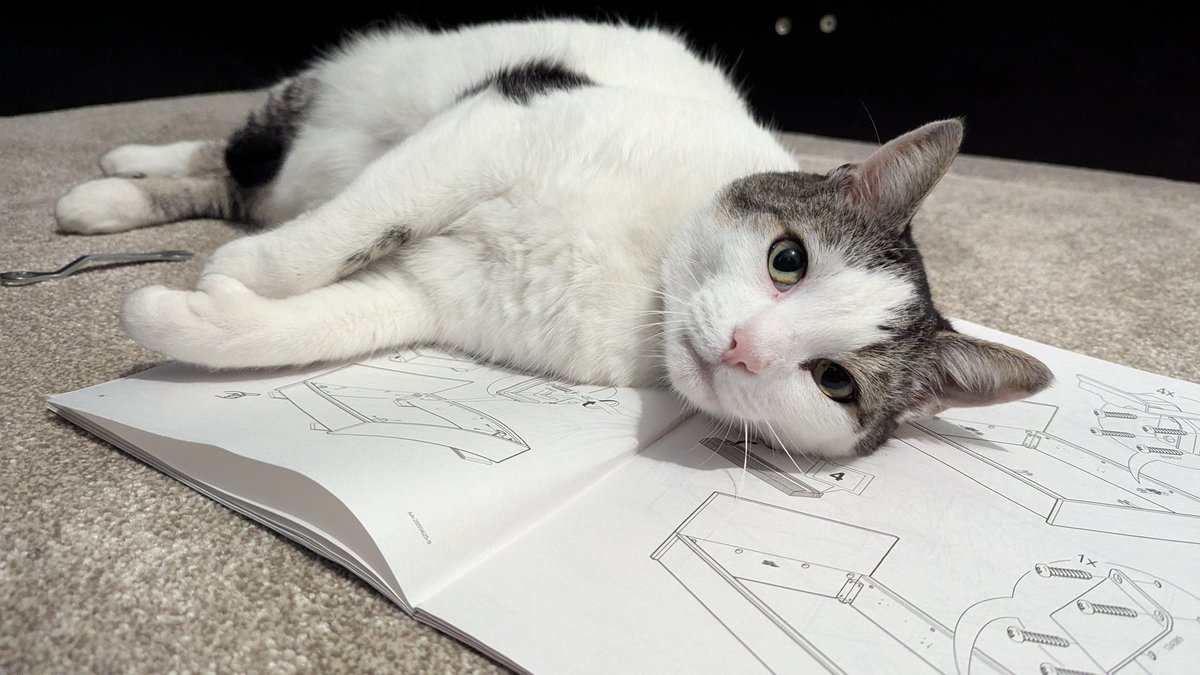 TeachMacG's tweet photo. But is it even half term if you haven't been over-ambitious with the DIY and the cat is lying on the instructions? https://t.co/S0kQdi7MJ0