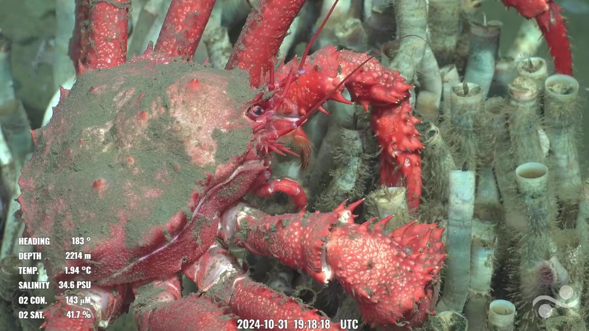 Die Riesenkrabbe im heutigen Tiefseetauchgang-Livestream ist mein Halloween Moment.

youtube.com/watch?v=2hd_q7…