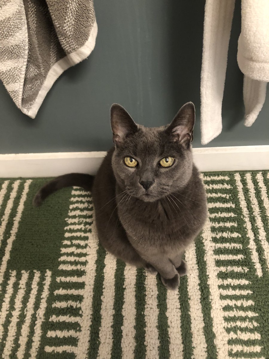 HAPPY HALLOWEEN!
Here’s the grimalkin