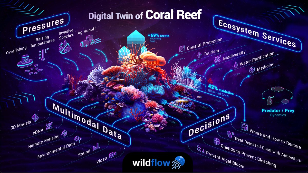 nozdrenkov's tweet photo. Wildflow Coral -- our first product, a comprehensive digital twin of coral reef ecosystems based on multimodal foundation models for biodiversity.

🔵 Why? Billions of years of evolution created Earth's vibrant ecosystems -- they are inconceivably rich and incredibly complex! We have so much to learn from this beautiful complexity. We want to build a future where humans and nature thrive and enrich each other. That’s why we chose to start with coral reefs. They are the most complex, beautiful, endangered, and important ecosystem. They are home to 25% of marine life while occupying only 0.1% of the ocean. Sadly, we’re on track to lose 90% of coral reefs by 2050. The time to act is now. Over half a billion people rely on coral reefs. Already vulnerable communities are the first to suffer the consequences. We have to make a lot of critical decisions about them! They are a key to model entire biosphere (protect nature) down the road.

🔵 How? We take all the data across all modalities, such as 3D photogrammetry, bioacoustics, underwater videos, remote sensing, eDNA, environmental data like currents, and more, to create the ultimate digital twin of any coral reef ecosystem and make it available to the world. And do it at a planetary scale. Core tech is multimodal foundation models for biodiversity.

🔵 What? This enables deep modelling of complex ecosystem dynamics, such as population dynamics, predator-prey dynamics, energy transfer, phenological events (like spawning), and computes the ecosystem's health and resilience metrics. Via rigorous analysis of multimodal data, it uncovers precise mechanisms driving ecosystem change, offering humans irrefutable evidence to steer their actions. It shows quantitatively how coastal development, agriculture runoff, invasive species, pollution, increasing water temperatures, and other pressures affect the coral reef ecosystem. It shows what the coral reef ecosystem gives us back through its services, such as coastal area protection and oxygen production. It coordinates conservation and restoration efforts worldwide. We know which practises work and which don’t. It guides human activities to understand, protect and restore coral reef ecosystems.

🔵 Next steps:
↳ ✅ 3D "Street View" for coral reefs prototype [DONE]
↳ 3D digital twin of coral reefs
↳ multimodal twin of coral reefs
↳ model ocean ecosystems
↳ model biosphere
↳ become the first generation that actually
 leaves behind nature better than we found it! 🐳 🌎
