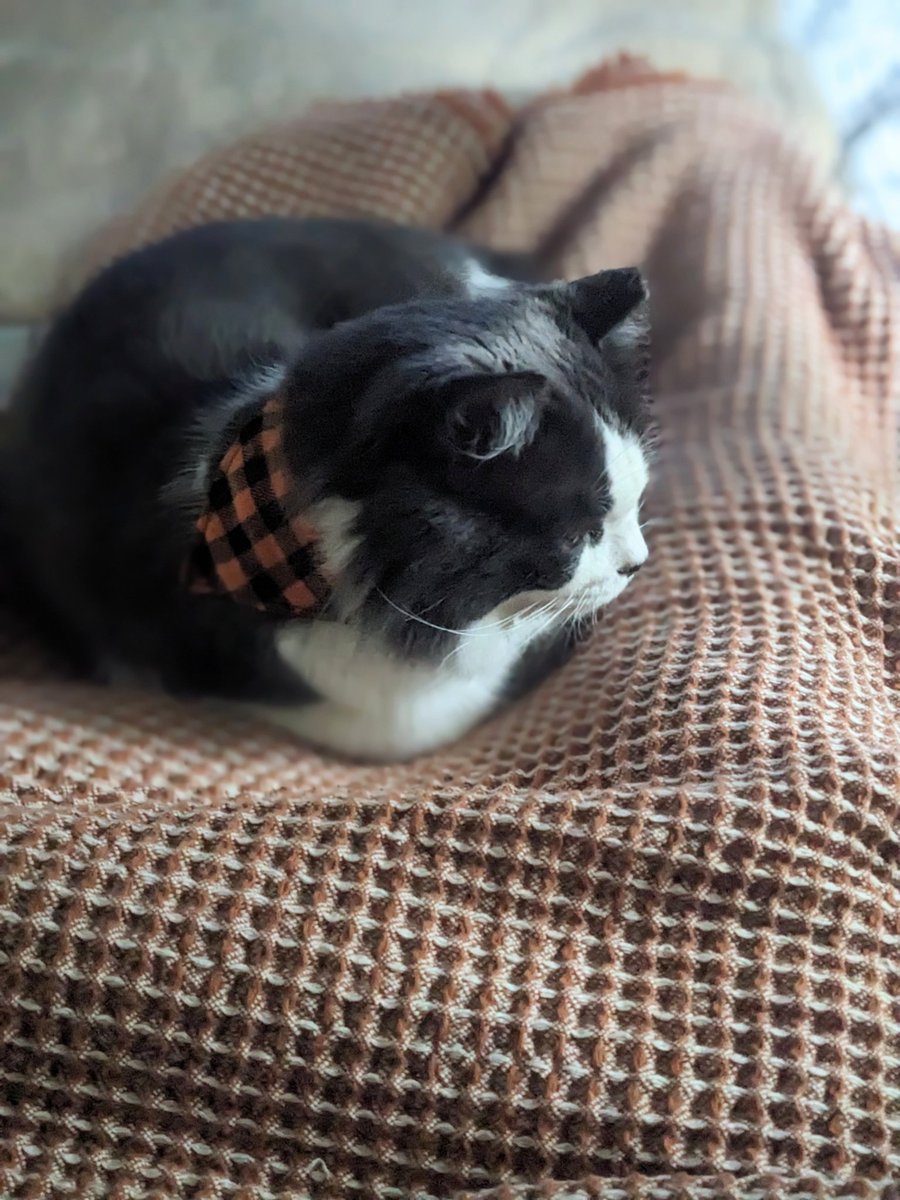 🍷allison arth🍕 she / they tweet media