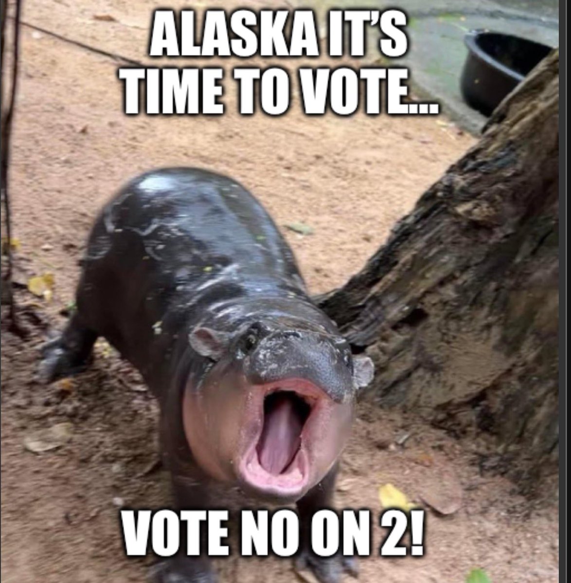 scooterkendall's tweet photo. Moo Deng hates it when political elites try to impose closed primaries, blocking 60% of Alaskans from voting in them. 🦛 

Don’t let Moo Deng down. 

Vote early and Vote NO on 2!

#akleg #akelect #NoOn2AK https://t.co/4CWwxe50xe