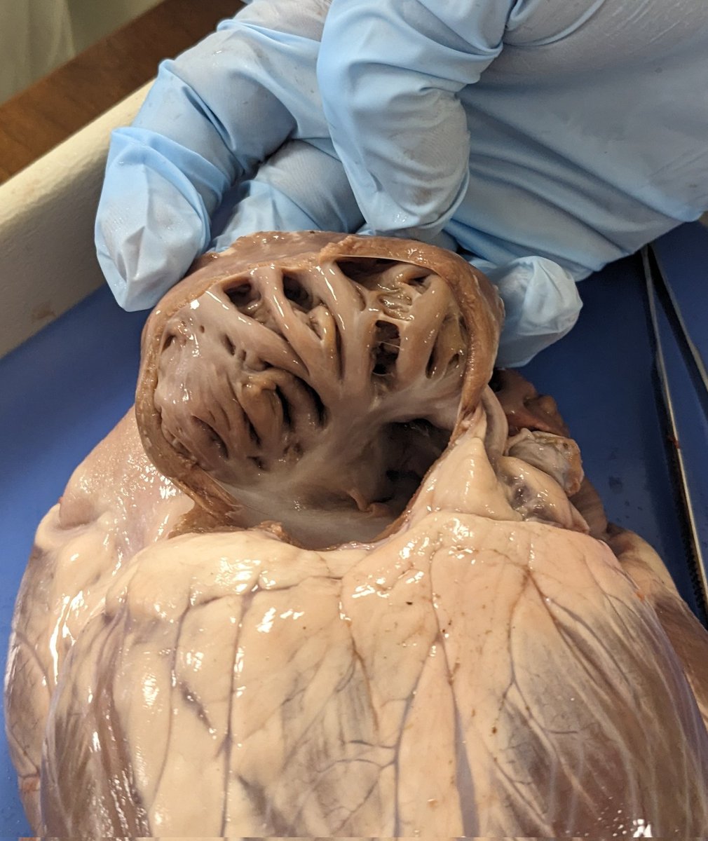 A deer heart dissection to solidify students' understanding of heart structures and function.🫀