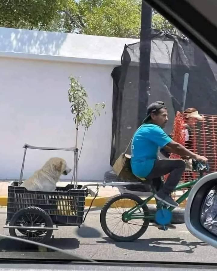 NewsSanmiguel's tweet photo. #AMIGOFIEL🔴Causa furor en #RedesSociales el #carrito con techo que el “#Chaneque”, un reconocido Personaje de #Celaya, construyó para su #lomito, que pasea más que contento protegido con su techito.
🔴 Esto es puro amor del bueno😎🐕
#amoryamistad #perritos #viral #amorperruno https://t.co/fidFDZAqfO