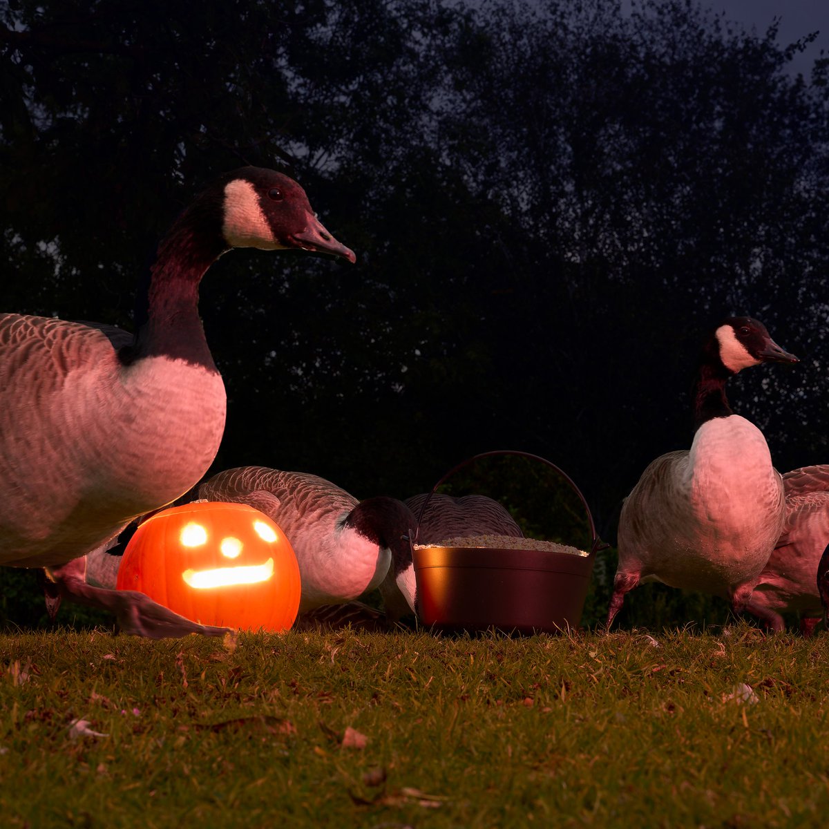 MostlyGeese's tweet photo. Happy Halloween https://t.co/7l9ObkO4xw