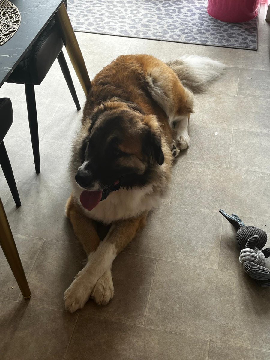 rescuedoggypaws's tweet image. Beautiful Juno is in need of her forever home. She's a 2 year old St Bernard cross, spayed and fully vaccinated. Currently in #Oxfordshire She needs to be an only dog in the home but can socialise with other dogs when out and about  #Buckinghamshire #Northamptonshire #Watford