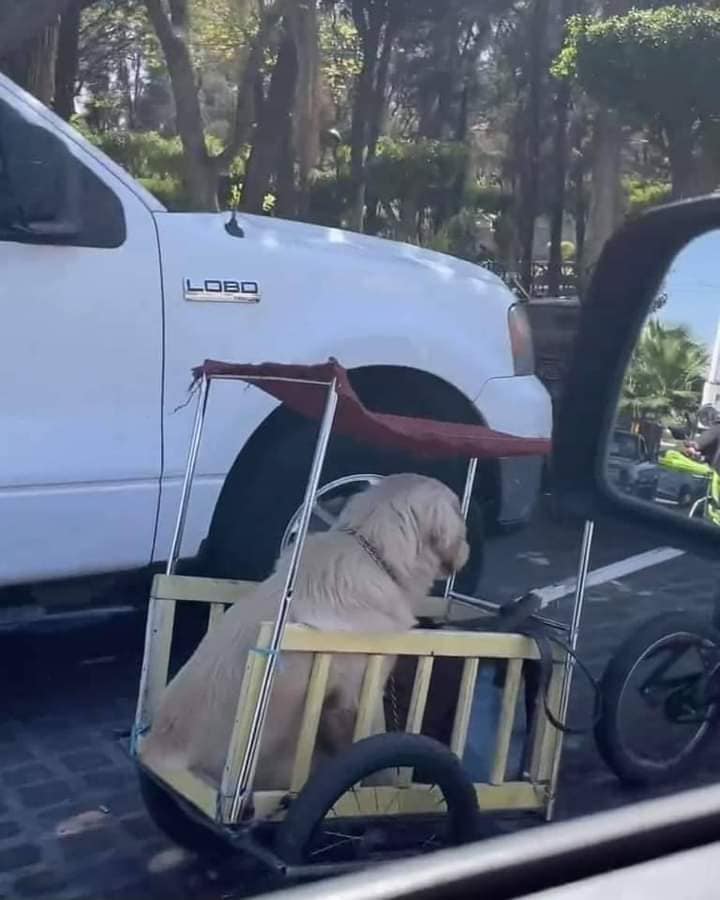 NewsSanmiguel's tweet photo. #AMIGOFIEL🔴Causa furor en #RedesSociales el #carrito con techo que el “#Chaneque”, un reconocido Personaje de #Celaya, construyó para su #lomito, que pasea más que contento protegido con su techito.
🔴 Esto es puro amor del bueno😎🐕
#amoryamistad #perritos #viral #amorperruno https://t.co/fidFDZAqfO