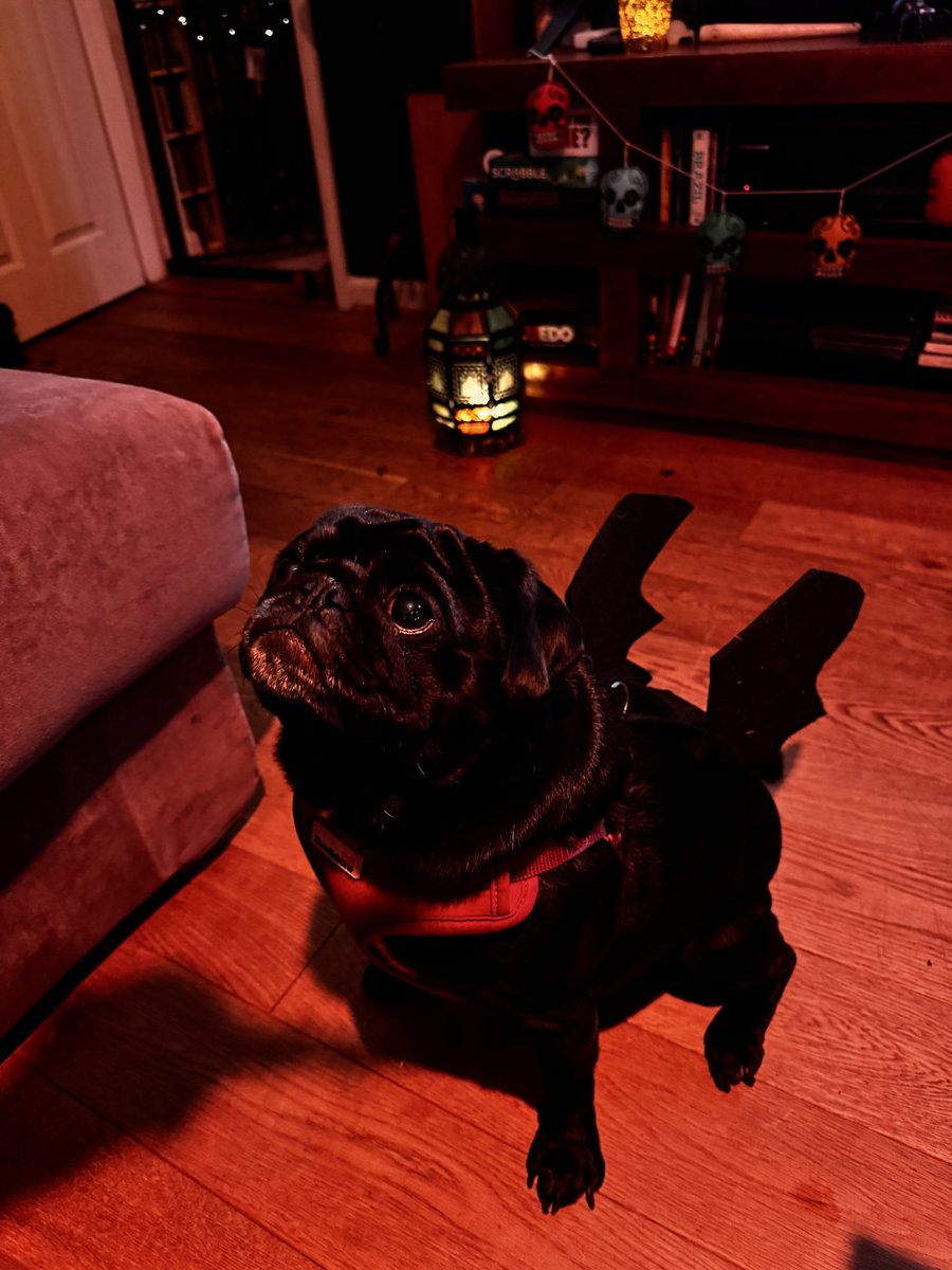 PaddysPage's tweet photo. Happy Halloween 🎃🎃🎃

Me is a flying monkey devil dog, inspired by The Wizard Of Oz.  Show me your spoooky outfits pals!  #Halloween #dogsofX #pug #pugs https://t.co/edDepQKeB4