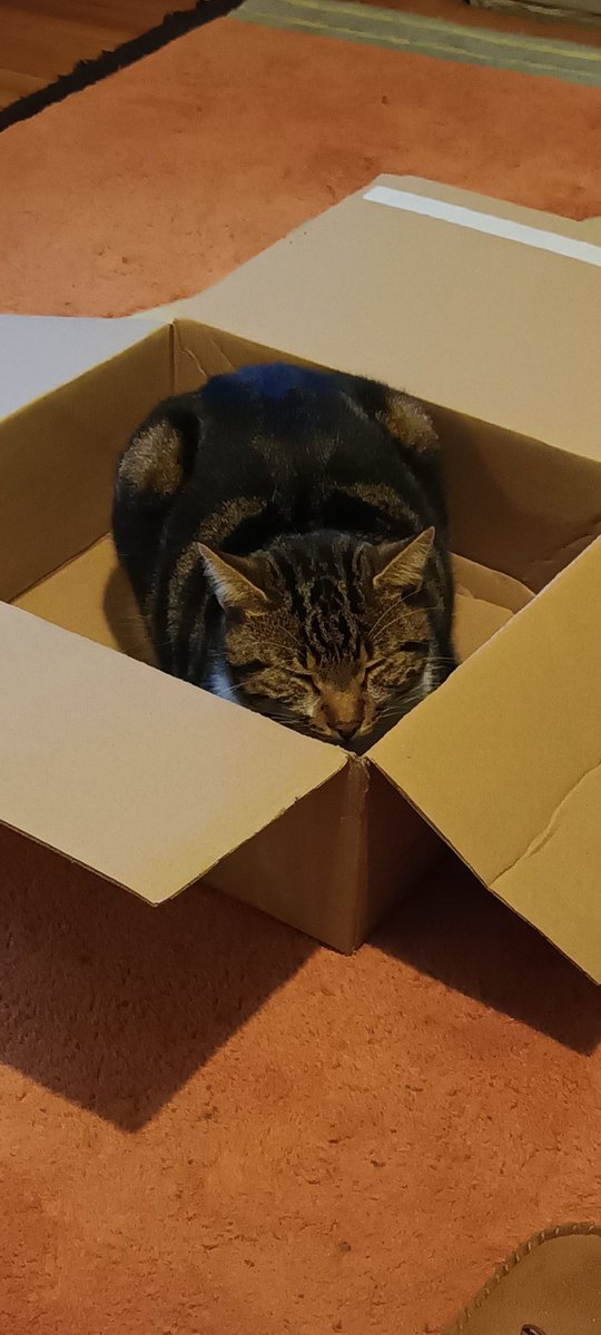 dannykellywords's tweet photo. KiKi, fast asleep in a box. #CatsOfIreland https://t.co/GLMXvSdIvn