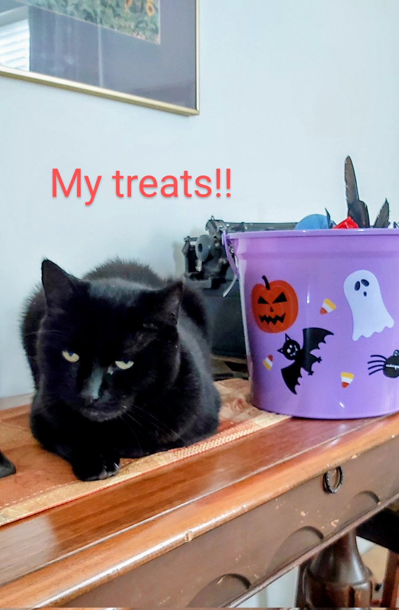 _willigr's tweet photo. 🎃HAPPY HALLOWEEN🎃🐾🐈‍⬛🧙‍♀️🐱
#CatsAreFamily #CatsofTwittter #blackcats https://t.co/aRpcnsC6lZ