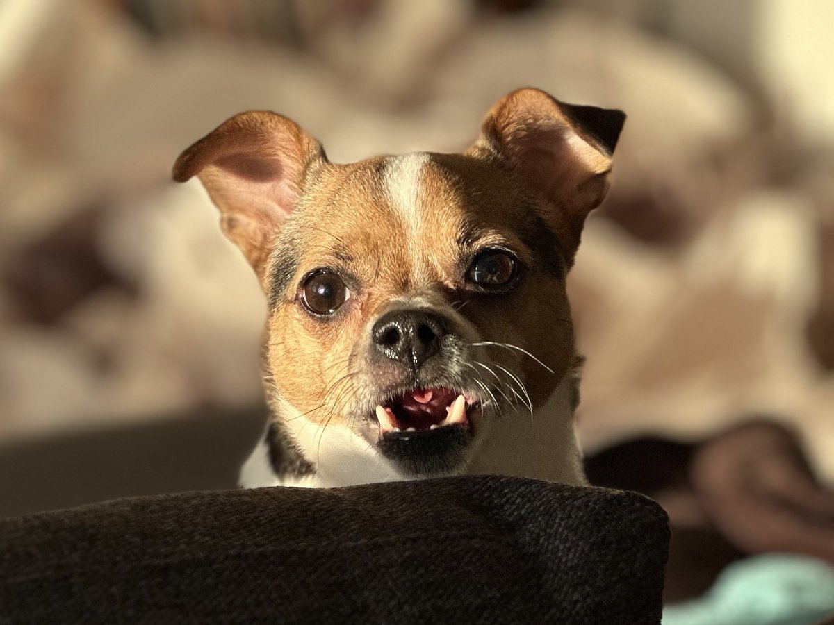 Lindathedog1's tweet photo. Happy 5th Birthday, Rosie! https://t.co/ZNfcvpUa8M