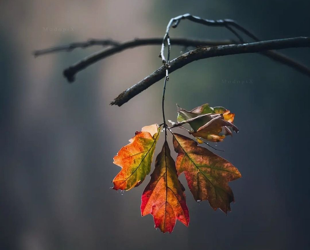 "Olanda bir hayır, 
Olmayanda bin hayır ara.."
#Mevlana