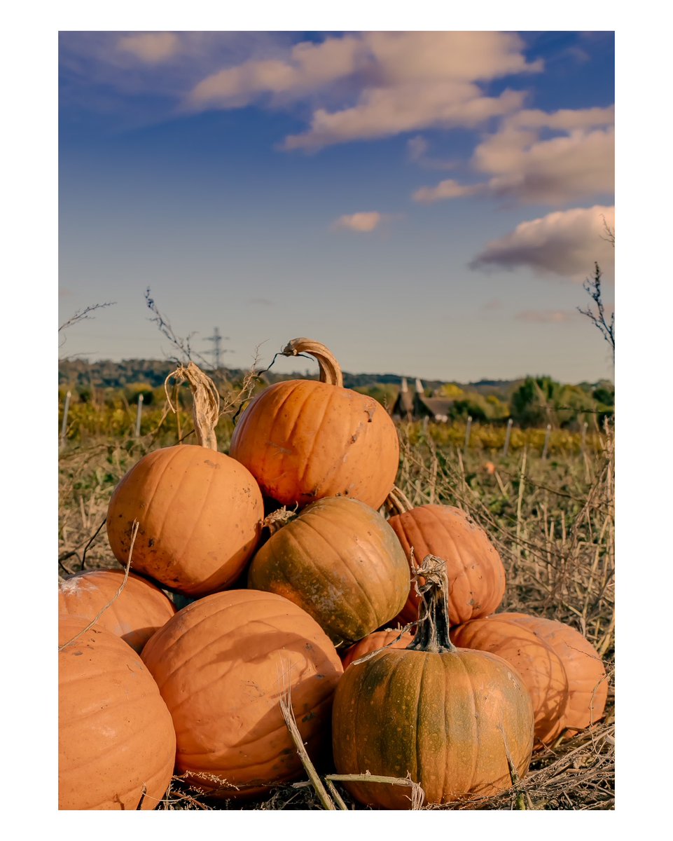 The Ruff Photographer tweet media