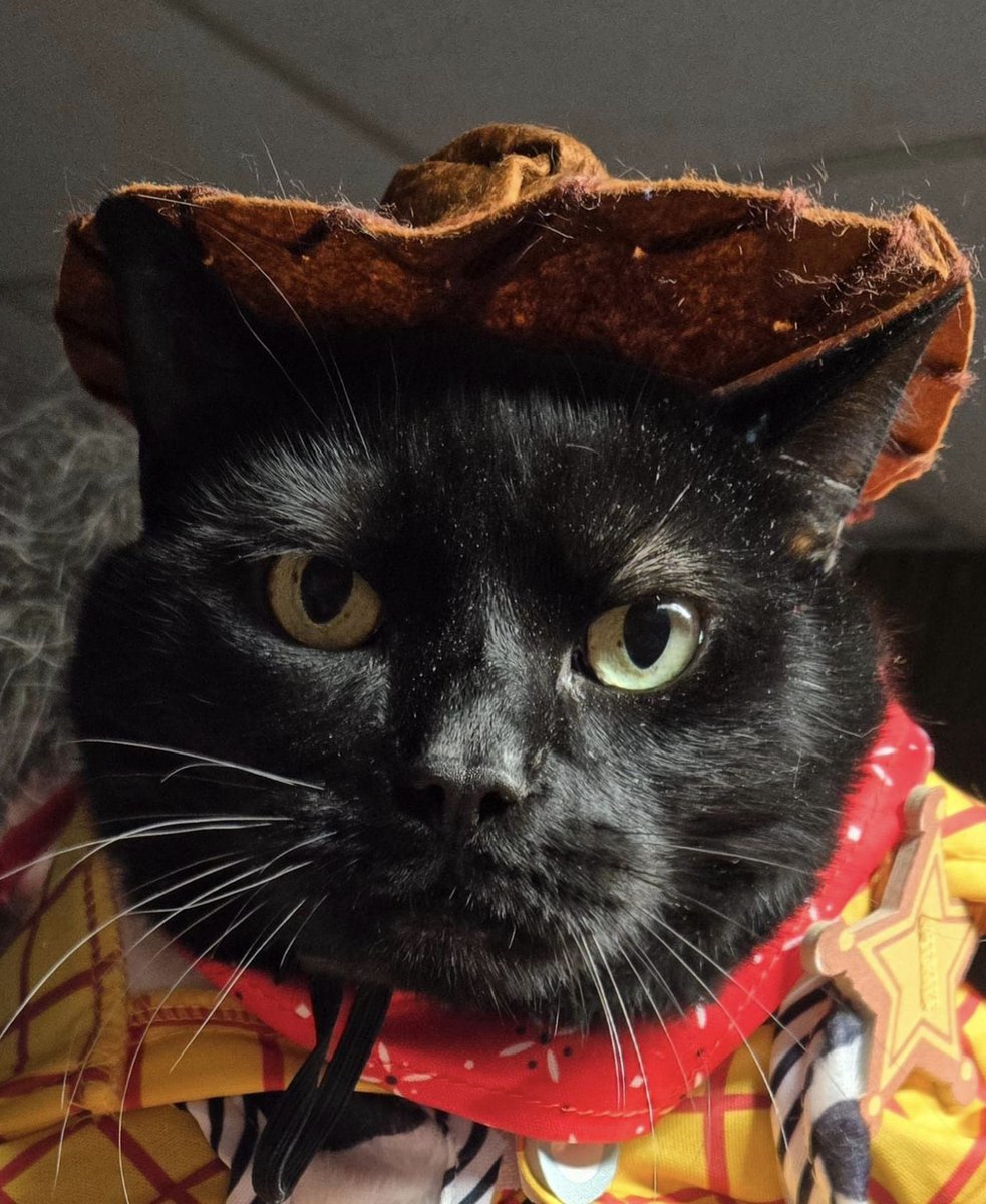 Riff Raff in his #halloweencostume 

#halloween2024 #Woody #BlackCat #halloweencostume #pets #ToyStory