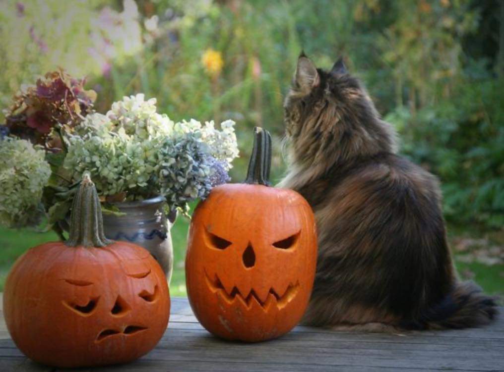 🎃 Wishing all a spooky, but safe Halloween! 🎃

Why not have a go at carving a crafty cat pumpkin! 

Click the link below to use our cat themed templates when carving your pumpkins.
We would love to see your spooky masterpieces! 😻

👇👇

cats.org.uk/cats-blog/carv…